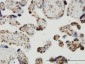 THUMPD1 Antibody (monoclonal) (M01)